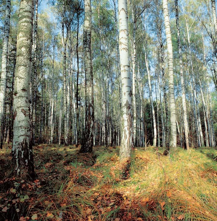 GEOLOGIE Geologické podloïí tvofií spodnokarbonské (kulmské) bfiidlice, které se rytmicky stfiídají s prachovci a drobami. ÚÏlabiny jsou ãásteãnû vyplnûny pleistocenními a holocenními sedimenty.