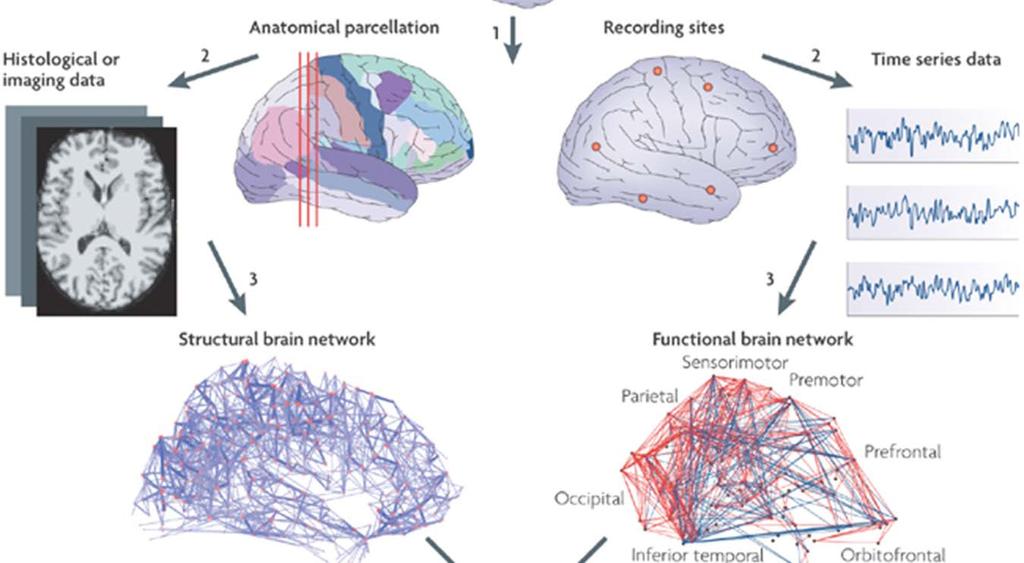 Brain networks -