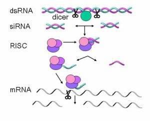 Mechanismus RNA interference dsrna je rozštěpena enzymem Dicer na molekuly malé interferující RNA (sirna). sirna se váže na nukleázový komplex a vzniká RISC (RNA induced silencing complex).