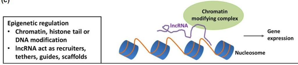 Epigenetická regulace chromatin, histonový ocas nebo modifikace DNA lncrna působí jako lovci, řetězy, průvodci, lešení Epigenetická regulace.