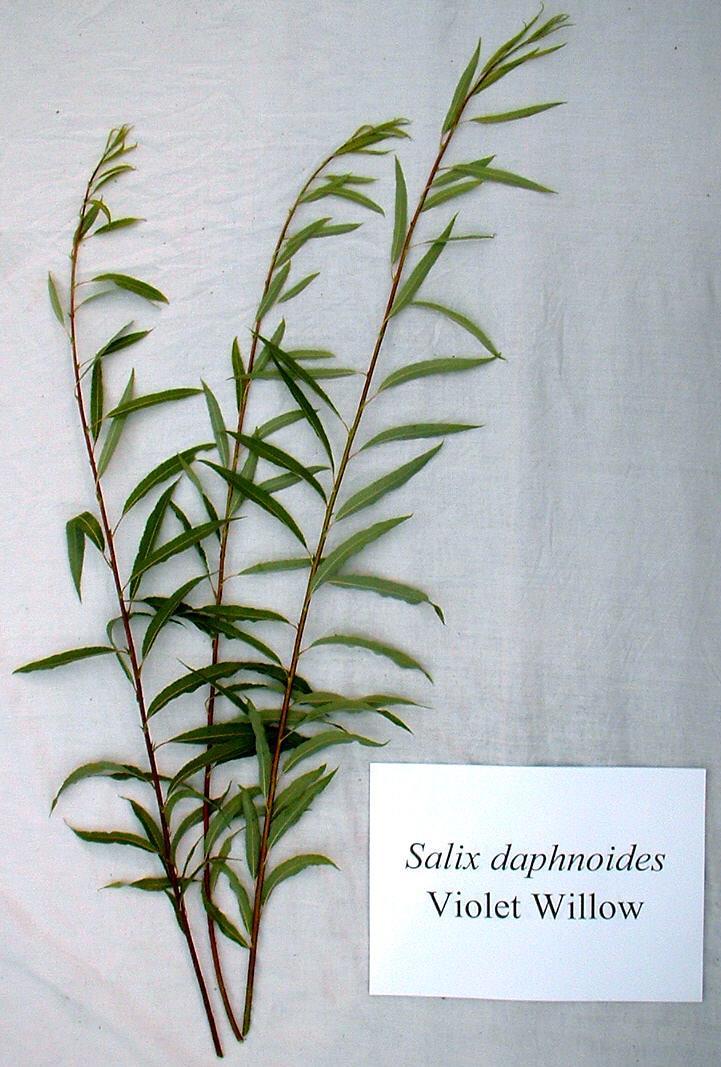 Salix