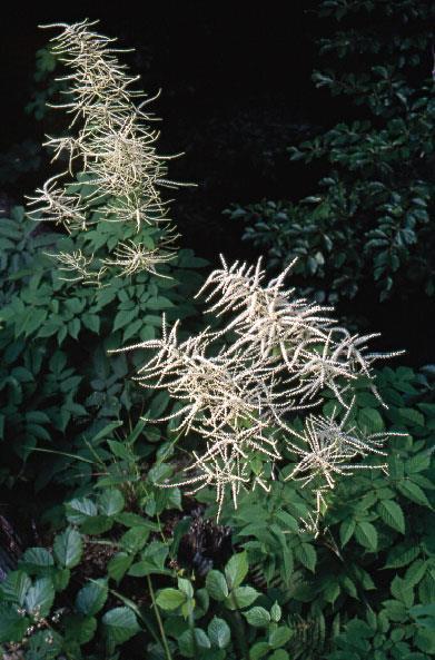 sylvestris