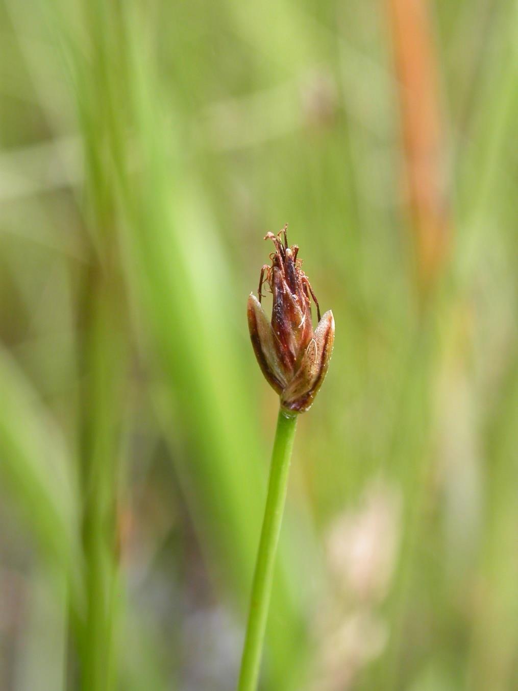 Eleocharis