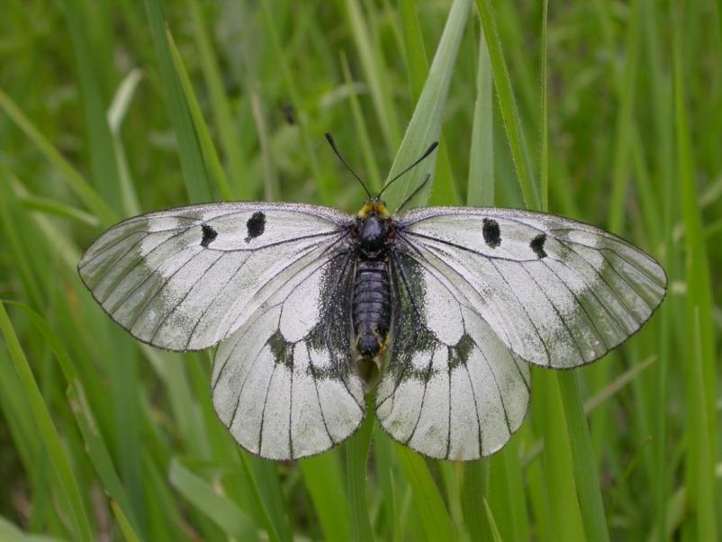 Fauna bezobratlí denní motýli: na hřebeni Javorníků jasoň dymnivkový (Parnassius mnemosyne), na valašských