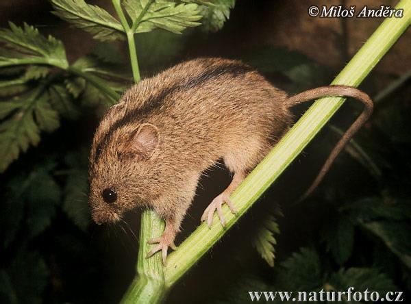 rejsek horský (Sorex alpinus).