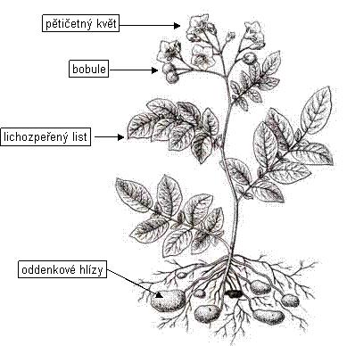 UTB ve Zlíně, Fakulta technologická 13 1 LILEK BRAMBOR Lilek brambor (Solanum tuberosum) patří do čeledi lilkovitých (Solanaceae).