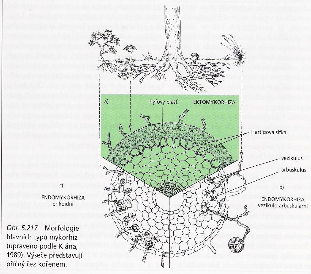 Houby mykorhizní Definice Ekto- a