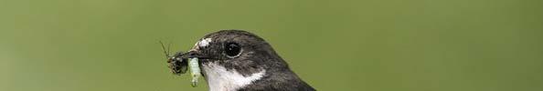 Ornitologie Systematická část VI Čeleď: Lejskovití (Muscicapidae) - 322 druhů, v