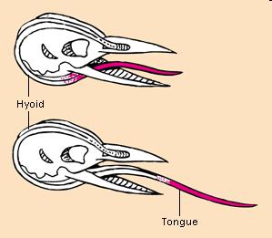 špičatý zobák, zpevněná lebka - dlouhý jazyk se štětičkou - tuhý ocas
