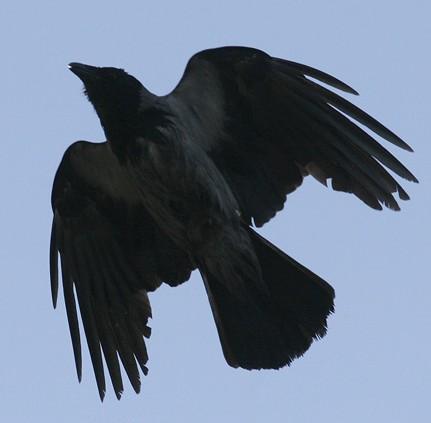 černá (Corvus corone) Krkavec