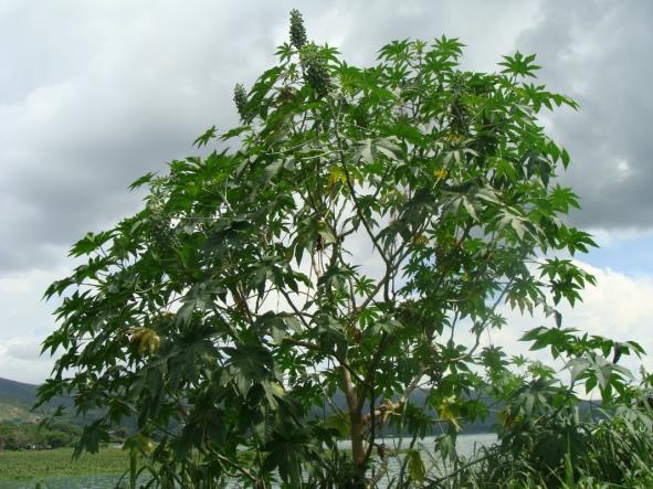 3. Nejjedovatější rostlina 3. 1. Skočec obecný Nejjedovatější rostlinou na světě je skočec obecný Ricinus communis. Ve své domovině (např.