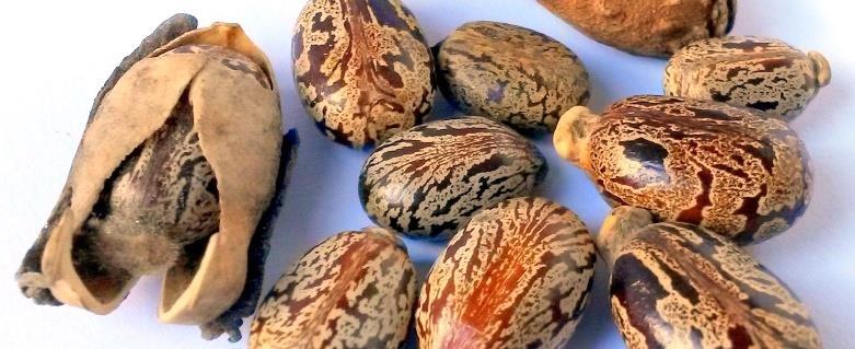 Plodem skočce je pichlavá ostnitá tobolka obsahující 1 až 2cm velké semena. V době zrání obal puká a doslova z něj tato semena vyskakují.