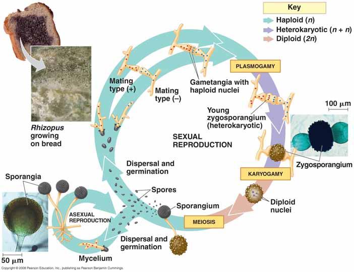 Zygomycota http://science.kennesaw.