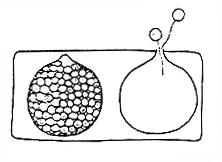 Chytridiomycota - asi 1.