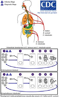 Microsporidia - jednobuněční striktně anaerobní parazité živočichů - spory obsahují specifické