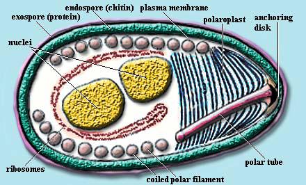 Enterocytozoon (parazit obratlovců včetně člověka) http://www.dpd.cdc.