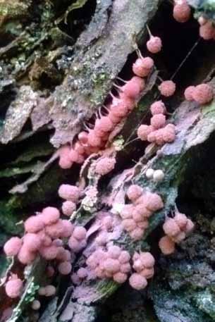 Amoebozoa Myxomycota Myxomycetes - sporangia přisedlá nebo na stopce - sporangium kryto peridií (ve