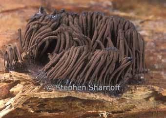 Amoebozoa Myxomycota Myxomycetes - na opadu, dřevě,