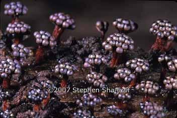 vesparium Stemonitis axifera http://www.