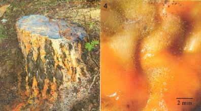 Nezaměňujme hlenky Xanthophyllomyces dendrorhous (Agaricomycotina) -