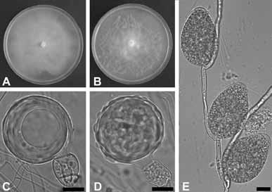 - oplozené oospory klíčí hyfou Phytophthora alni - oogonium, sporangia