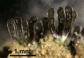 Glomeromycota Geosiphon pyriformis - bizardní primitivní houba se