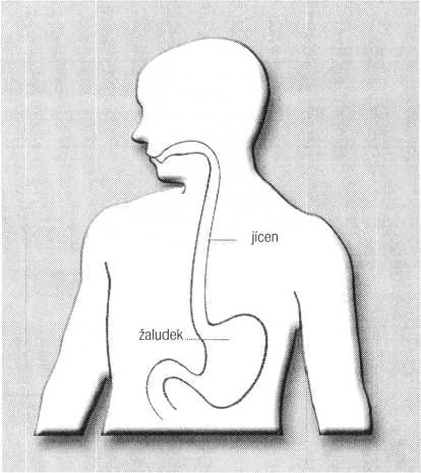 Co je žaludek Žaludek je dutý orgán uložený v horní části dutiny břišní. Je součástí trávicího systému, na vazuje na jícen a přechází v tenké střevo.