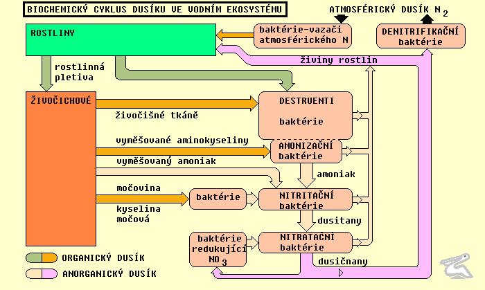 Fyzikálními procesy z atmosféry Vazači symbionti (Rhizobium), volní (Azotobacter,Anabena,Aphanizomeno) NO 3 jako zdroj kyslíku