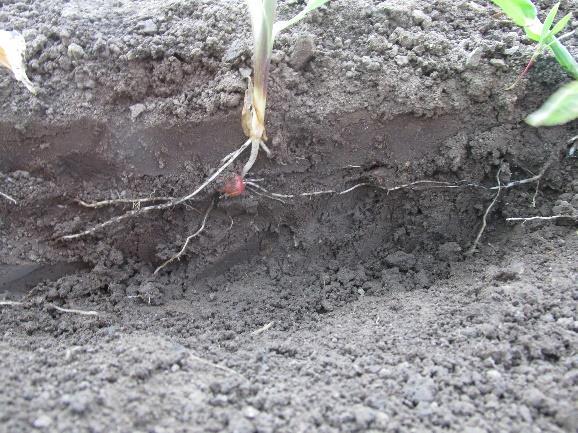 půdy u kukuřice seté Tvar kořenového systému rostlin