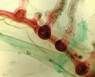 Obr. 1.2 Medúzovec Goniocnemus sp. (SM) Obecné principy funkční neuroanatomie 11 Konduktivita neuroblastů má určitá specifika.