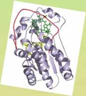 Tetrapyrrole biosynthetic pathway Protochlorophyllide reduction A D B C light-dependent POR dark-operative POR Protochlorophyllide Chlorophyllide LIGHT Light-dependent NADPH:protochlorophyllide