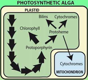 Chlorophyll Biosynthesis in Photosynthetic eukaryotes In the