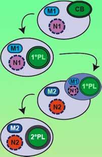 Cell, the majority of the end-products are needed in the