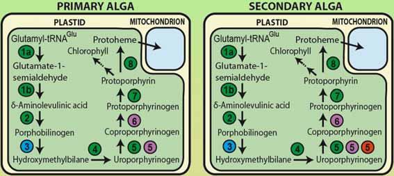 the Heme.