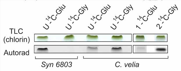 eukaryotes Chromera velia is the only alga studied so far