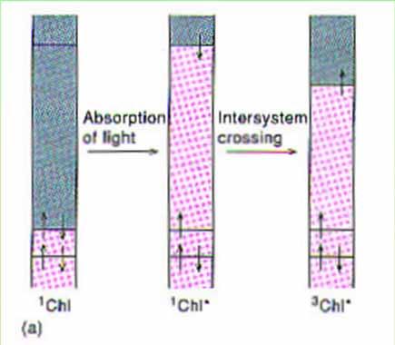 The role of carotenoids is not only to transfer energy, but also to protect the cell against damage by O 2 at high light intensities.