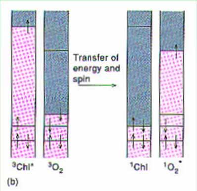 One way that they do decay is by reacting with O 2 molecules which has a triplet ground state (see chap 14, slide 18).