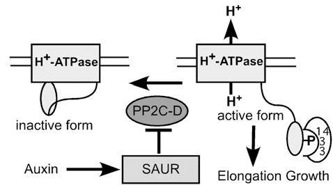 SFZR 12 UPDATE 2014 Spartz AK et al. (2014) Plant Cell 26: 2129-2142 Aktivita H + -ATPázy (protonové pumpy) je stimulována proteiny SAUR19.