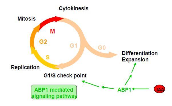 kontrola buněčného cyklu fáze G1/S David KM et al.