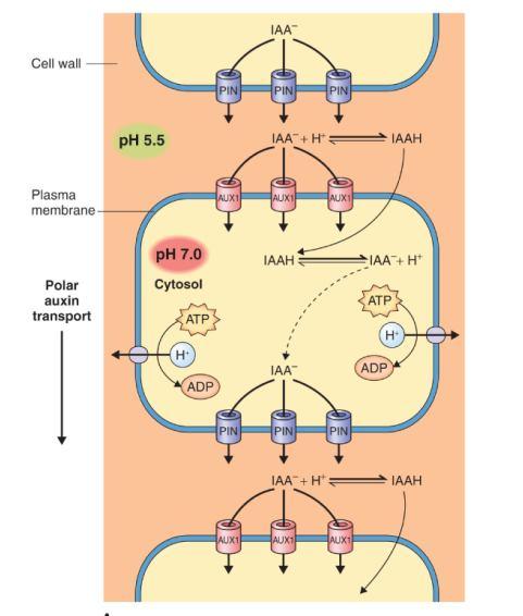 SFZR 15 Rychlá auxinem-indukovaná inhibice endocytózy proteinů