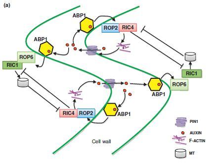 SFZR 19 Mechanizmus auxinem regulované tvorby tvaru buňky vlivem re-organizace cytoskeletu prostřednictvím Rho-GTPase-závislé dráhy.