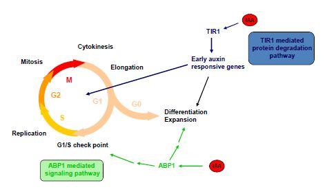 SFZR 24 4) Duální úloha receptorů ABP1 a TIR1 v