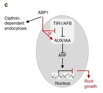 SFZR 25 5) ABP1 kontroluje expresi primárních genů AUX/IAA Braun N et al. (2008) Inaktivace ABP1 vede k významným změnám v expresi auxinem regulovaných primárních genů AUX/IAA.