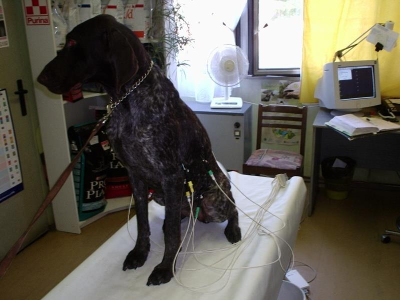 EKG ve veterinární medicíně 6 končetinových svodů : snímají srdce ze stran a zezadu v horizontální rovině