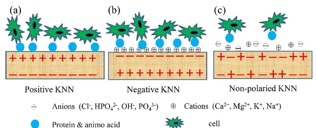 Feroelektrika Schematické znázornění interakce buněk s třemi elektricky různými feroelektrickými povrchy (KNN - potassium sodium niobate) a látkami z mezibuněčné matrix;(a) na pozitivním povrchu KNN