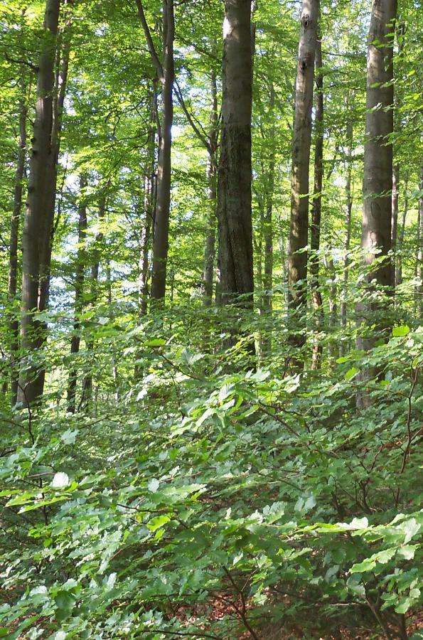 Ekologie lesa stabilita lesních