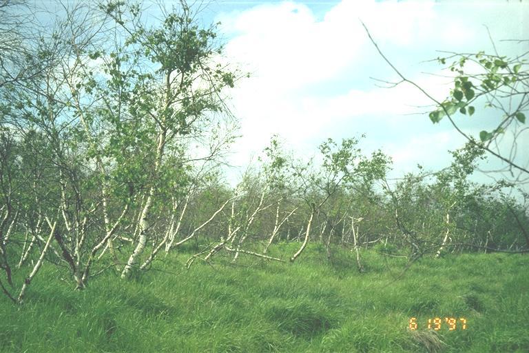 Další typ poškození v Krušných horách Na jaře 1997 bylo v severních oblastech pozorováno poškození v náhradních porostech břízy V Krušných horách, v některých oblastech,