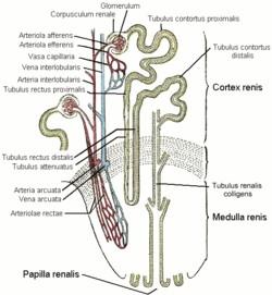 TEORETICKÁ ČÁST 3.1.1 Anatomie, funkce ledvin Ledvina (ren) je párová žláza fazolovitého vzhledu, uložená po obou stranách bederní páteře v retroperitoneálním prostoru.
