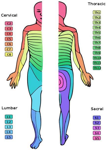 Dermatomy