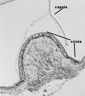 Funkce krist a kupul http://www.bcm.tmc.